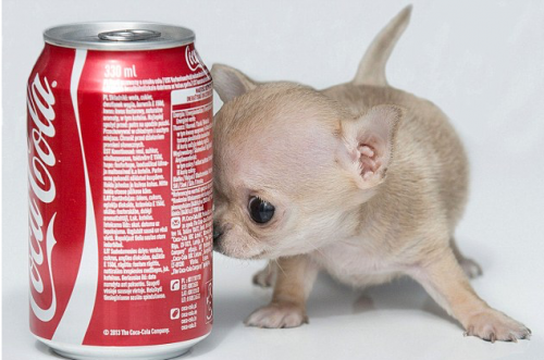 Toudi, Anjing Terkecil di Dunia